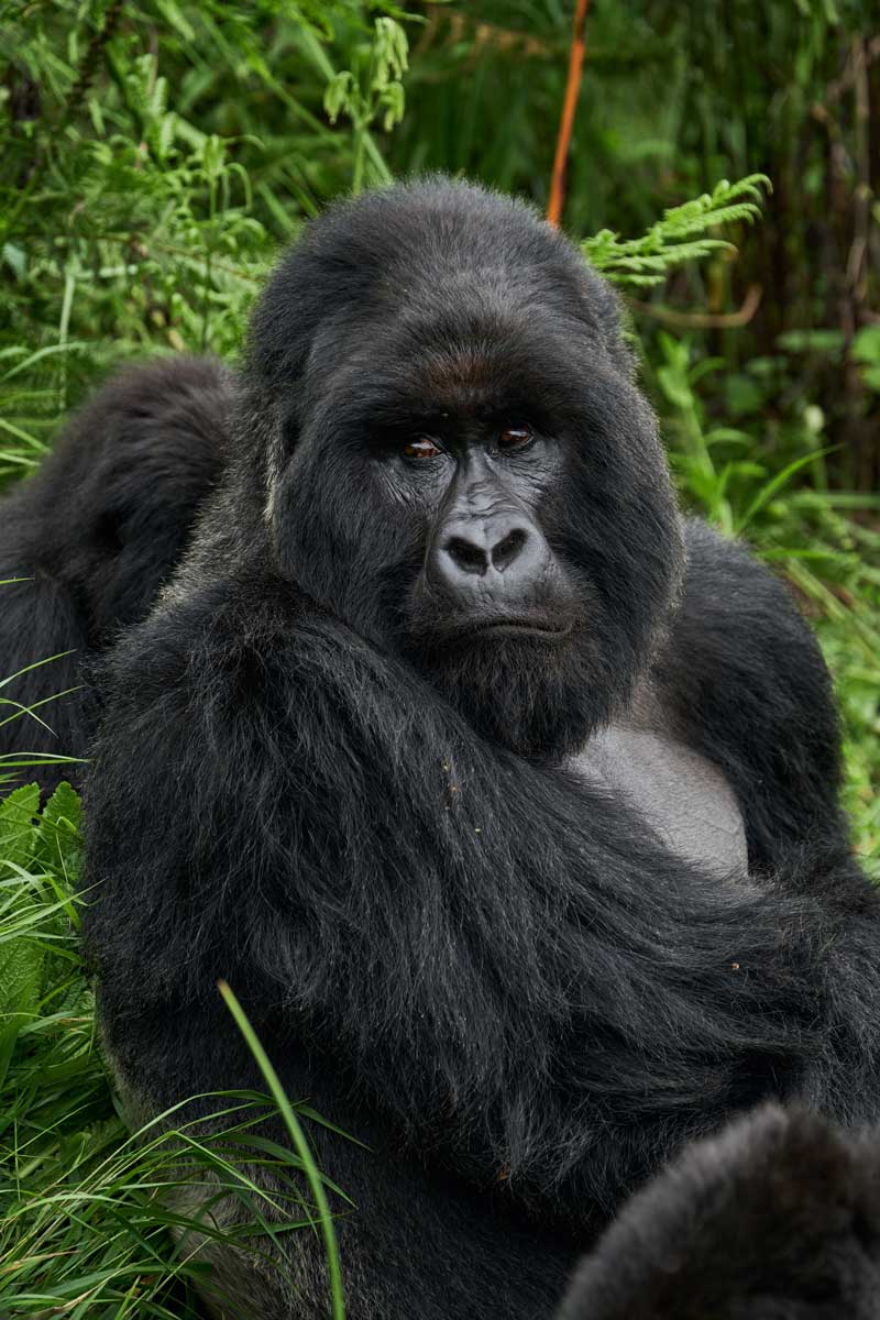 Trek the Nyakagezi Gorilla Family at Mount Gahinga Lodge, Uganda